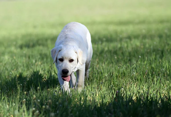 Słodki Żółty Labrador Bawiący Się Parku — Zdjęcie stockowe