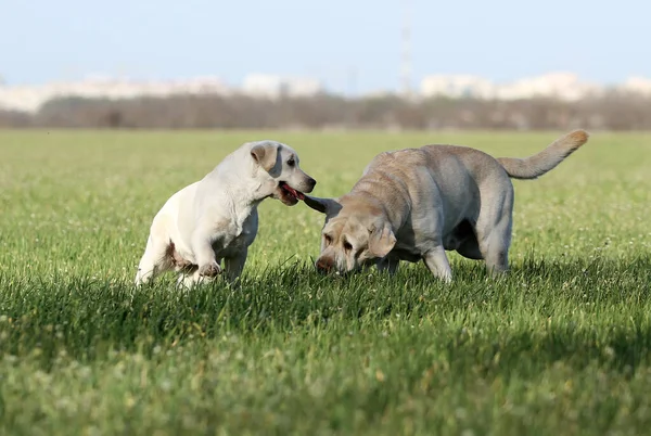 Dos Labradores Amarillos Dulces Jugando Parque — Foto de Stock