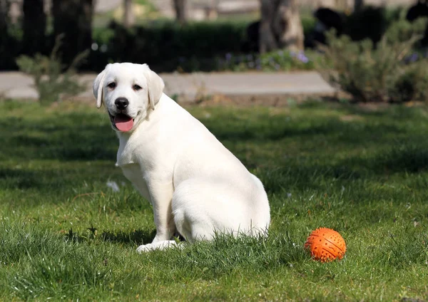 Der Gelbe Labrador Spielt Park — Stockfoto