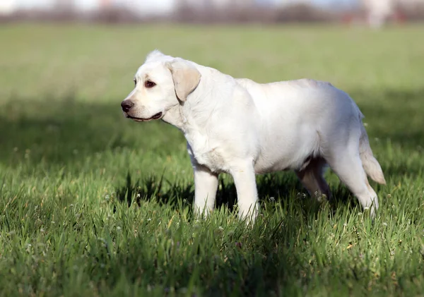 Een Gele Labrador Puppy Het Veld — Stockfoto