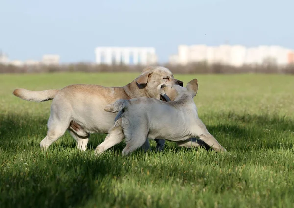 Two Yellow Labradors Playing Park — Stock Photo, Image