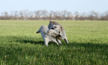 Parkta oynayan iki tatlı sarı labrador.
