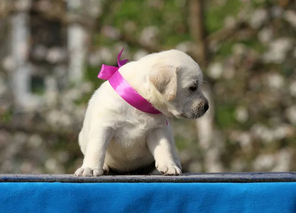 Gelber Labrador Welpe Auf Blauem Hintergrund — Stockfoto