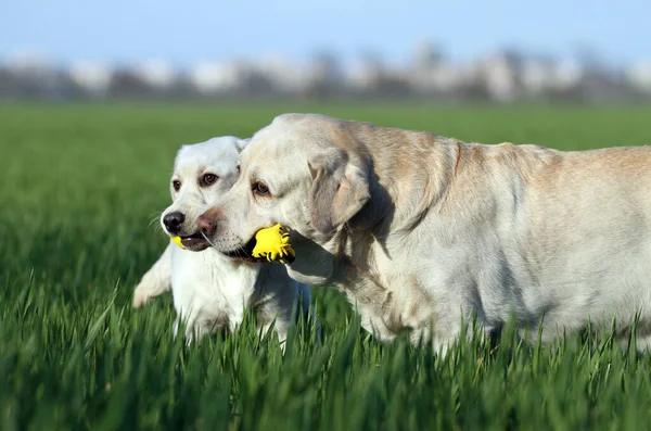 Dois Belos Labradores Amarelos Doces Brincando Parque Imagem De Stock