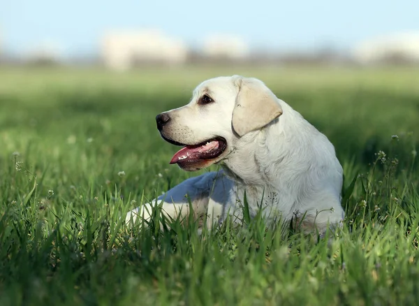 Sárga Labrador Játszik Parkban — Stock Fotó