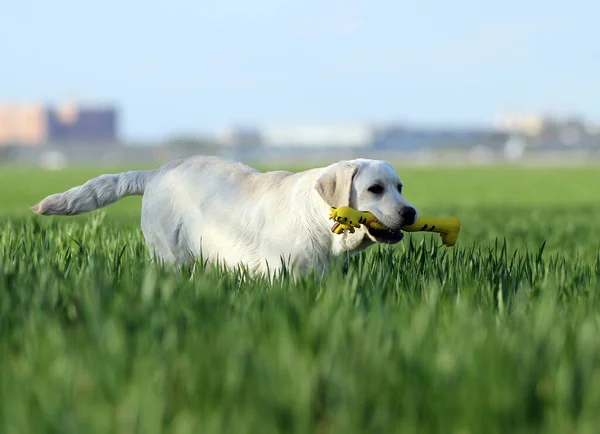 Édes Sárga Labrador Játszik Parkban — Stock Fotó