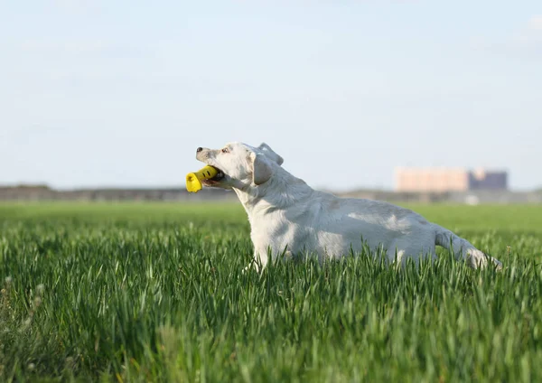 Sweet Yellow Labrador Playing Park — Stock Photo, Image