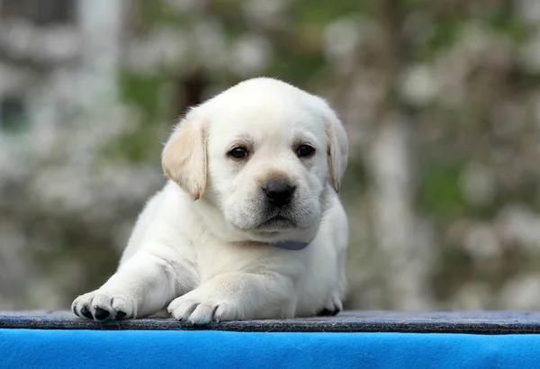 Cachorro Labrador Amarillo Sobre Fondo Azul —  Fotos de Stock