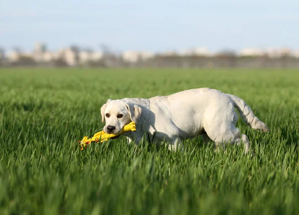 Żółty Labrador Bawiący Się Parku — Zdjęcie stockowe