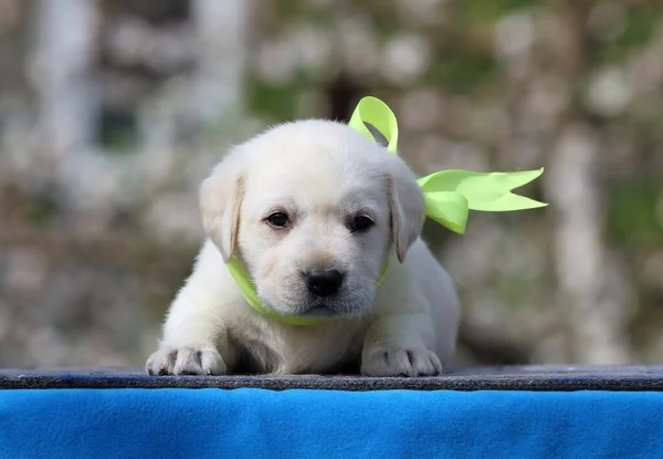 青い背景に甘い黄色のラブラドール子犬 — ストック写真