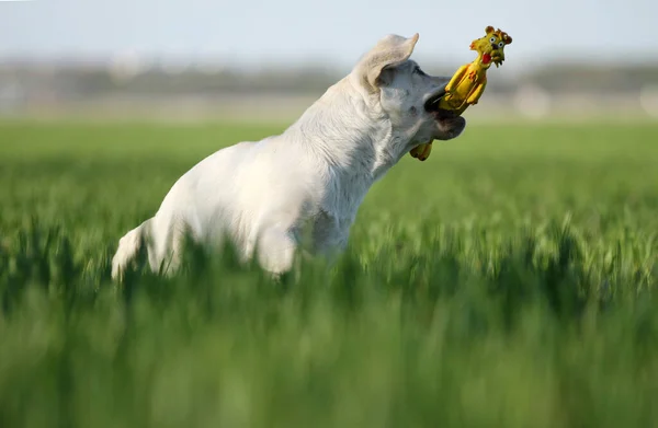 Sweet Yellow Labrador Playing Park — Stock Photo, Image