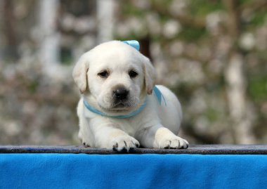 Mavi arka planda sarı labrador köpeği.