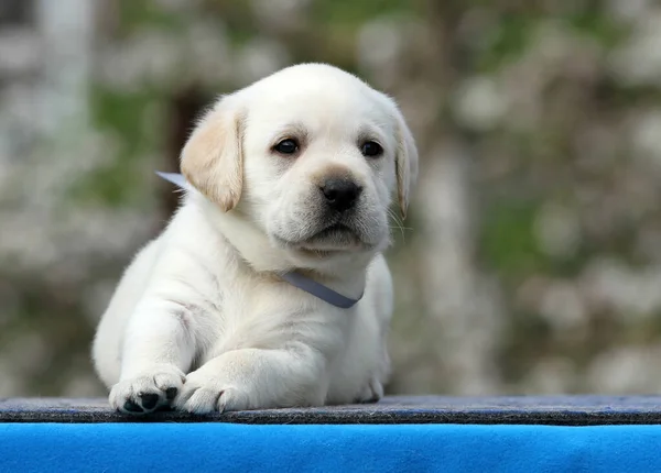 Gul Labrador Valp Den Blå Bakgrunden — Stockfoto