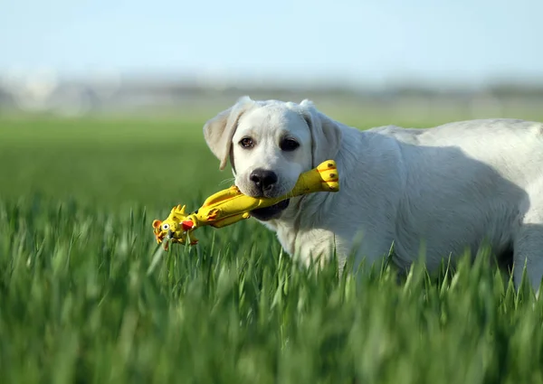 Sárga Labrador Játszik Parkban — Stock Fotó