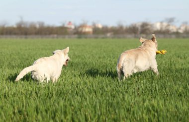 Parkta oynayan iki tatlı sarı labrador.