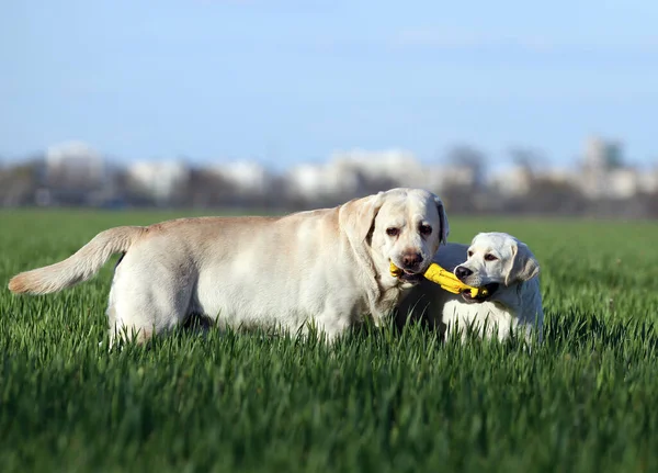 Dois Labradores Amarelos Brincando Parque — Fotografia de Stock