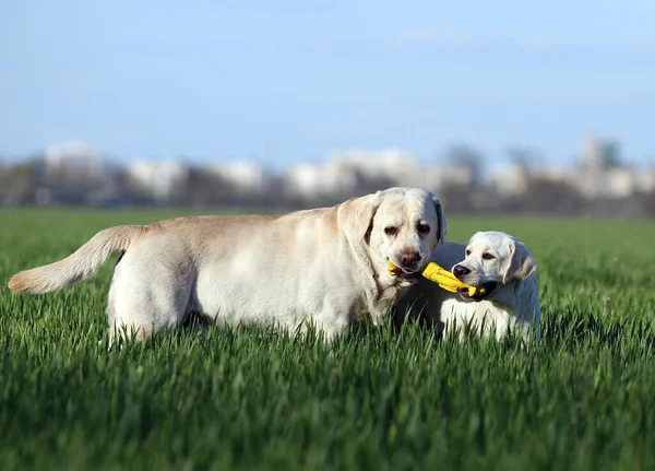 Dos Labradores Amarillos Jugando Parque — Foto de Stock