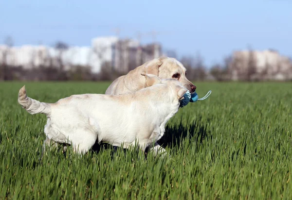 Két Szép Sárga Labrador Játszik Parkban — Stock Fotó