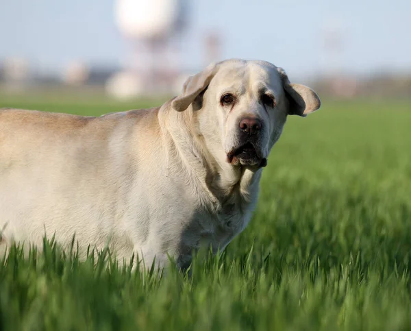 Gele Labrador Die Het Park Speelt — Stockfoto