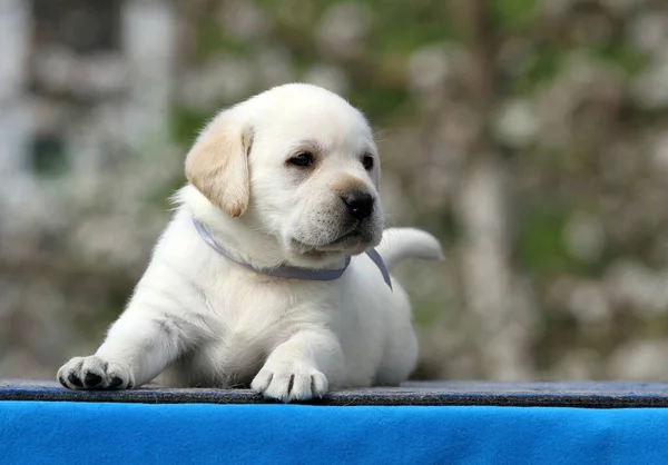 Söt Gul Labrador Leker Parken — Stockfoto