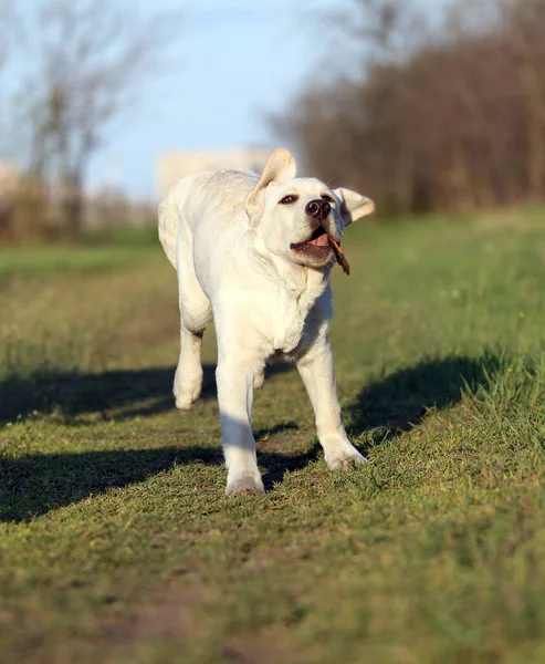 Żółty Labrador Bawiący Się Parku — Zdjęcie stockowe