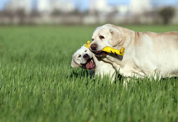 Two Yellow Labradors Playing Park — Stock Photo, Image