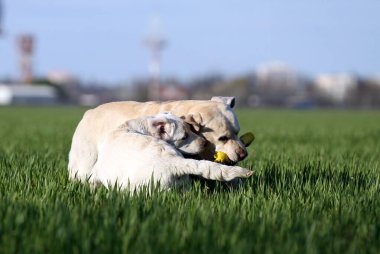 Parkta oynayan iki güzel sarı labrador.
