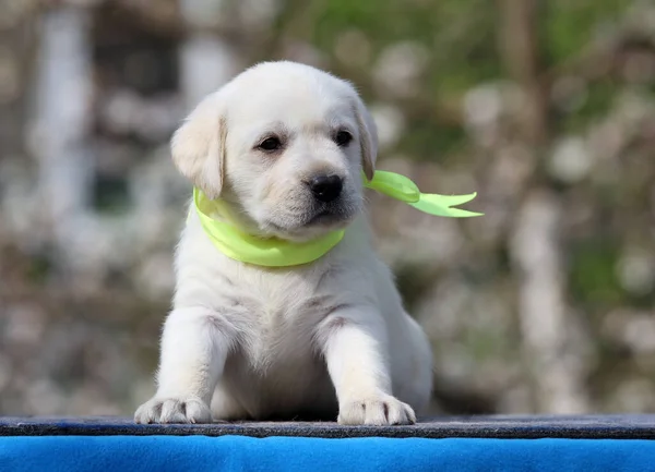 青い背景の黄色いラブラドールの子犬は — ストック写真