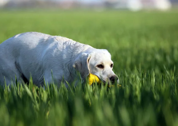 Ładny Żółty Labrador Gra Parku — Zdjęcie stockowe