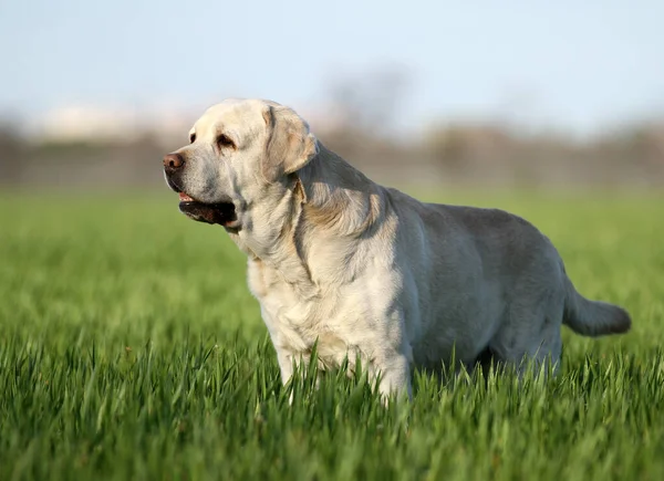 Parkta Oynayan Sarı Labrador — Stok fotoğraf