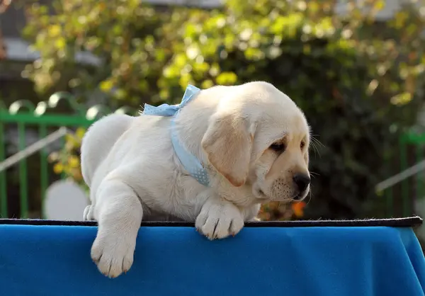 Fin Gul Labrador Valp Den Blå Bakgrunden — Stockfoto