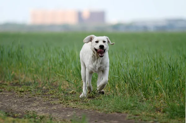 Gele Labrador Spelen Het Park — Stockfoto