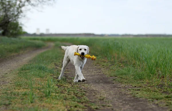 Żółty Labrador Bawiący Się Parku — Zdjęcie stockowe