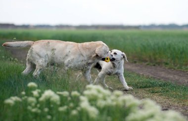 Parkta oynayan iki sarı labrador.