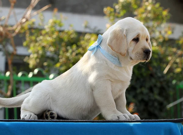Lindo Cachorro Labrador Amarillo Sobre Fondo Azul — Foto de Stock