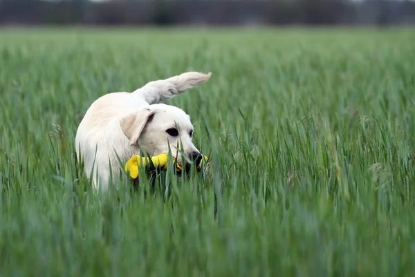 Labrador Amarelo Jogando Parque — Fotografia de Stock