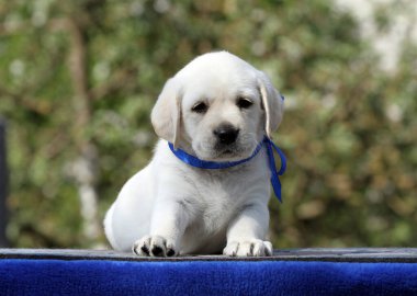 Mavi arka planda tatlı sarı labrador köpek yavrusu