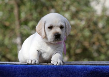 Güzel sarı labrador köpeği mavi arka planda.