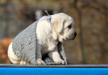 Mavi arka planda güzel sarı labrador köpeği.