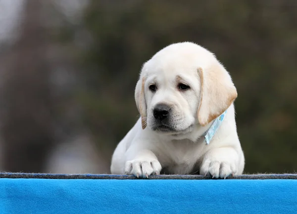 Nice Yellow Labrador Puppy Blue Background — Stock Photo, Image