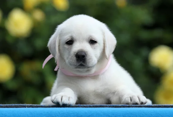 Lindo Filhote Cachorro Labrador Amarelo Agradável Fundo Azul — Fotografia de Stock