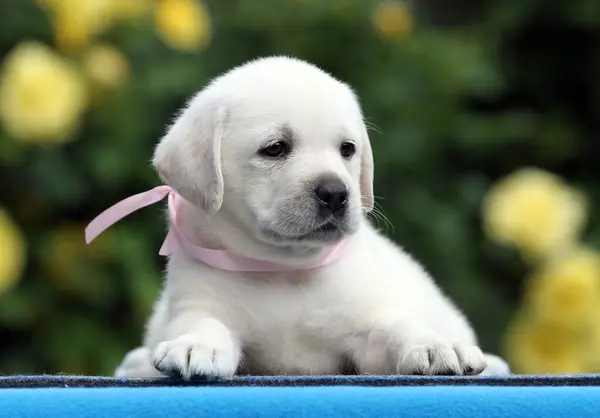 Lindo Filhote Cachorro Labrador Amarelo Agradável Fundo Azul — Fotografia de Stock