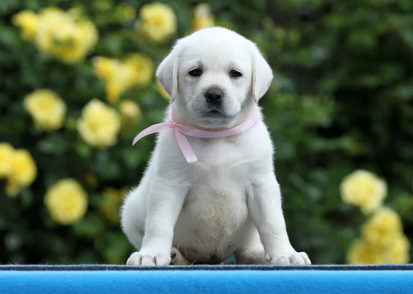 Joli Chiot Labrador Jaune Sur Fond Bleu — Photo