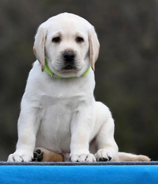 Ein Süßer Gelber Labrador Welpe Auf Blauem Hintergrund — Stockfoto