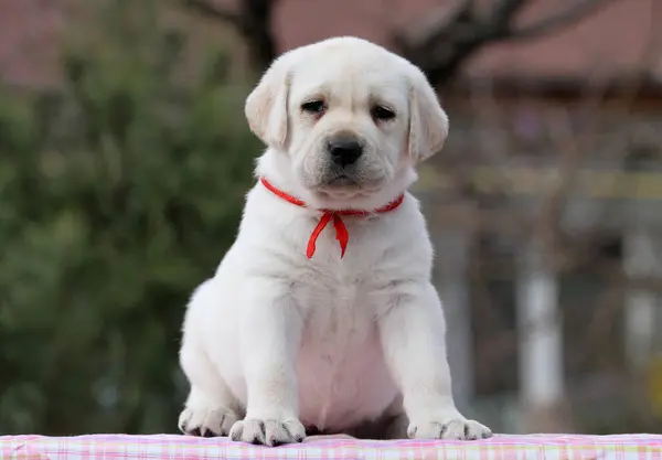 Joli Chiot Labrador Jaune Sucré Sur Fond Rose — Photo