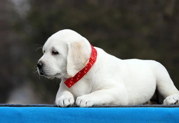 Cachorro Labrador Amarillo Sobre Fondo Azul — Foto de Stock