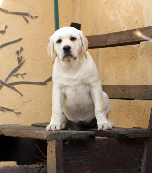 Gul Labrador Pappa Spelar Parken — Stockfoto