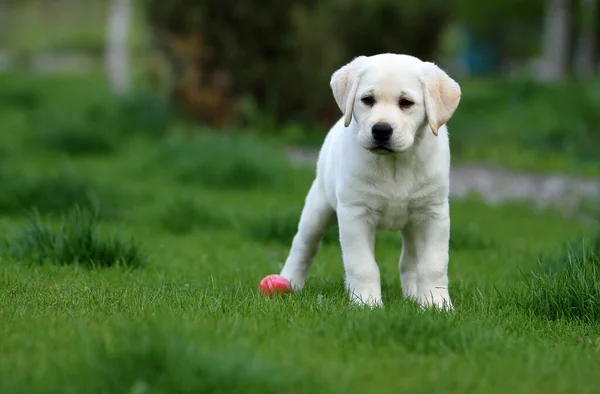 Nice Yellow Labrador Pappy Playing Park — Stock Photo, Image