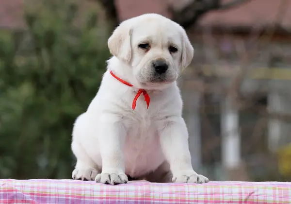 Der Süße Gelbe Labrador Welpe Auf Blauem Hintergrund — Stockfoto