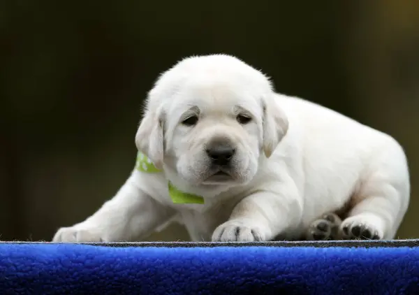 Mavi Arka Planda Tatlı Sarı Labrador Köpek Yavrusu — Stok fotoğraf